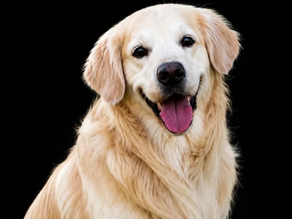 Busto Golden Retriever Detalhado Impressão 3D